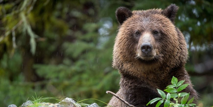 Bear Spray & Banger Safety