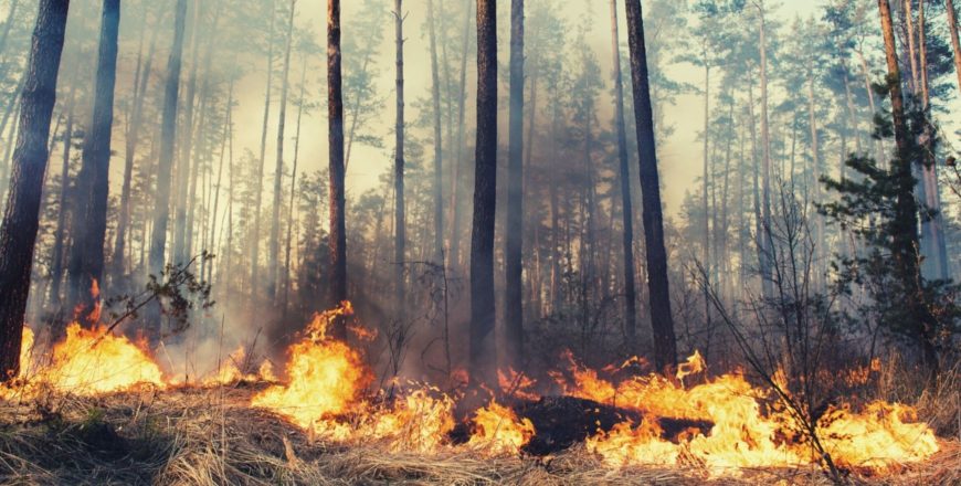 Forest Fire Fighting Safety Basics